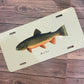 License Plate Trout